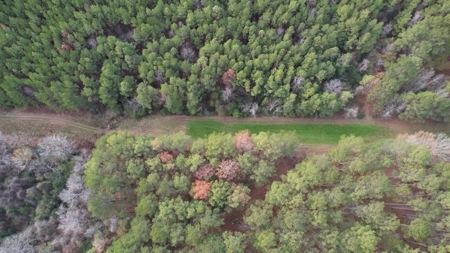 Hunting Land for Sale in Amite County - image 1