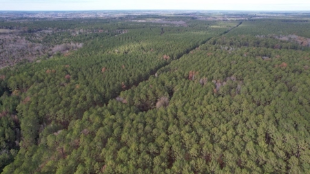 Hunting Land for Sale in Amite County - image 24