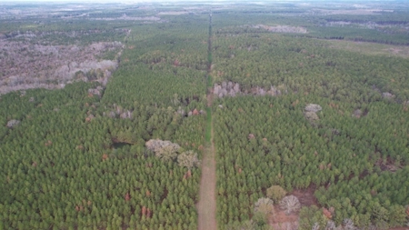 Hunting Land for Sale in Amite County - image 19