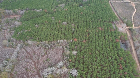 Hunting Land for Sale in Amite County - image 10