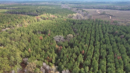 Hunting Land for Sale in Amite County - image 25
