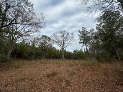 Hunting Land for Sale in Amite County - image 41