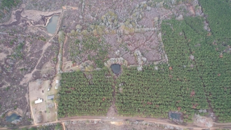 Hunting Land for Sale in Amite County - image 5