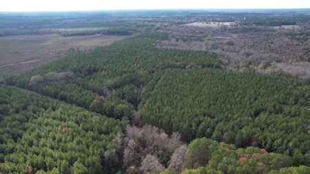 Hunting Land for Sale in Amite County - image 22