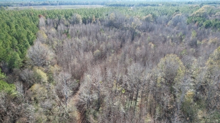 Hunting Land for Sale in Amite County - image 31