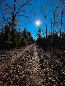 Hunting Land for Sale, Douglas County / Ozarks, MO Land - image 42