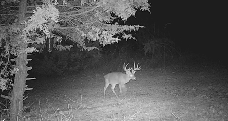 Hunting Land for Sale, Douglas County / Ozarks, MO Land - image 29