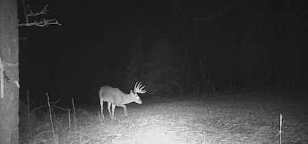 Hunting Land for Sale, Douglas County / Ozarks, MO Land - image 48