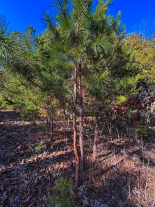 Hunting Land for Sale, Douglas County / Ozarks, MO Land - image 47
