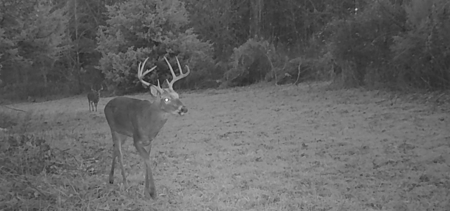 Hunting Land for Sale, Douglas County / Ozarks, MO Land - image 31