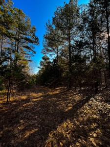Hunting Land for Sale, Douglas County / Ozarks, MO Land - image 43