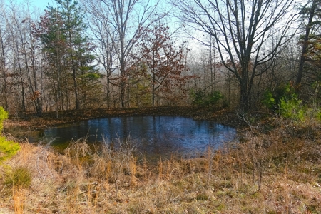 Hunting Land for Sale, Douglas County / Ozarks, MO Land - image 6