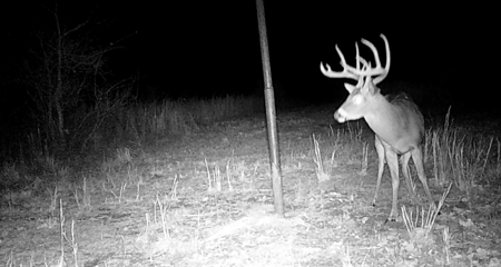 Hunting Land for Sale, Douglas County / Ozarks, MO Land - image 27
