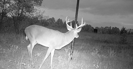 Hunting Land for Sale, Douglas County / Ozarks, MO Land - image 30