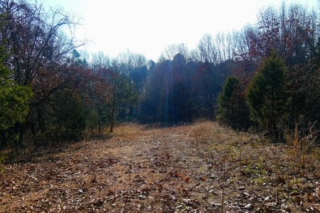 Hunting Land for Sale, Douglas County / Ozarks, MO Land - image 5