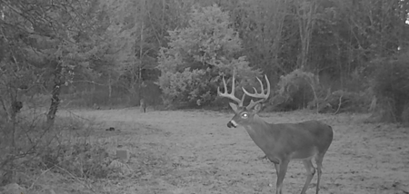 Hunting Land for Sale, Douglas County / Ozarks, MO Land - image 32
