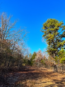 Hunting Land for Sale, Douglas County / Ozarks, MO Land - image 35