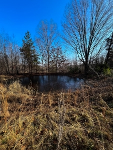 Hunting Land for Sale, Douglas County / Ozarks, MO Land - image 39