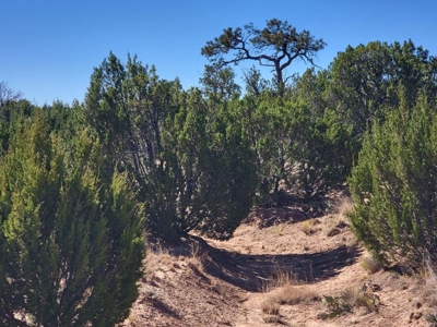 Exquisite 3-Acre Home Site in Exclusive Gated Community - image 2
