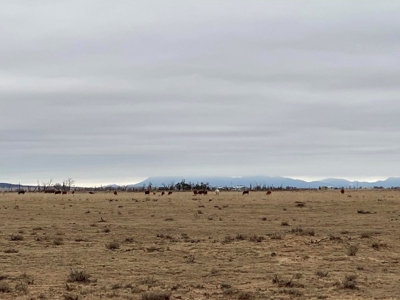 Exceptional 13.098 Acres of Serene Torrance County Grassland - image 9