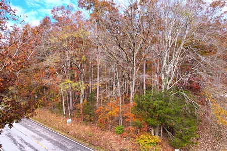 191+/- Acres - Marketable Timber - New Survey - Columbia, Ky - image 10