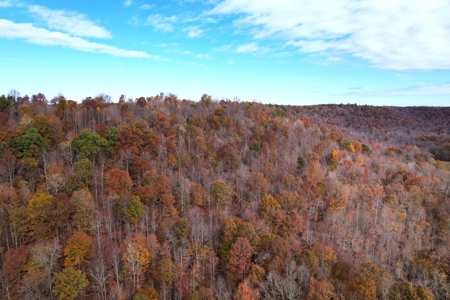 191+/- Acres - Marketable Timber - New Survey - Columbia, Ky - image 12