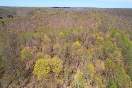 191+/- Acres - Marketable Timber - New Survey - Columbia, Ky - image 6