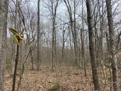 191+/- Acres - Marketable Timber - New Survey - Columbia, Ky - image 3