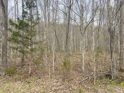 191+/- Acres - Marketable Timber - New Survey - Columbia, Ky - image 1