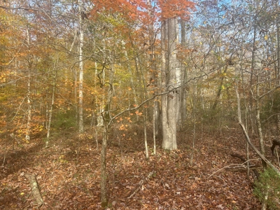 191+/- Acres - Marketable Timber - New Survey - Columbia, Ky - image 13