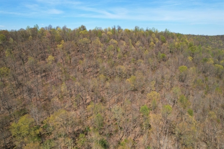 191+/- Acres - Marketable Timber - New Survey - Columbia, Ky - image 5