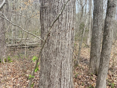 191+/- Acres - Marketable Timber - New Survey - Columbia, Ky - image 9