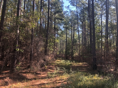 Timberland For Sale, By Sealed Bid, Jasper County, Tx - image 7