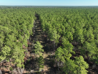 Timberland For Sale, By Sealed Bid, Jasper County, Tx - image 2
