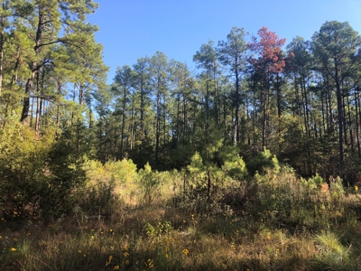 Timberland For Sale, By Sealed Bid, Jasper County, Tx - image 6