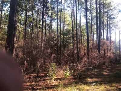 Timberland For Sale, By Sealed Bid, Jasper County, Tx - image 4