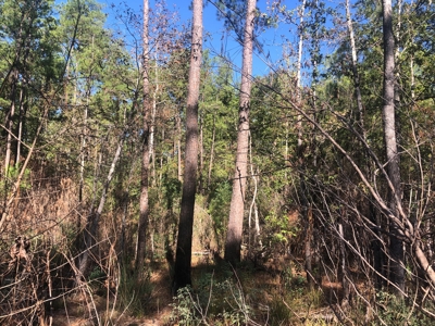 Timberland For Sale, By Sealed Bid, Jasper County, Tx - image 3
