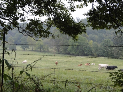 Land for sale in Ava, Mo. - image 16