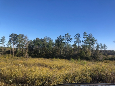 Timberland For Sale, Jasper County, Tx, By Sealed Bid - image 7
