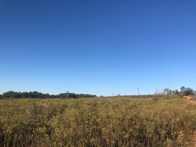 Timberland For Sale, Jasper County, Tx, By Sealed Bid - image 3