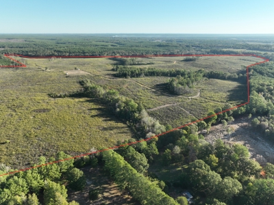 Timberland For Sale, Jasper County, Tx, By Sealed Bid - image 2