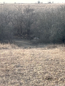 Kansas Land for Sale 315.06 Acres +/- Rosalia KS - image 40