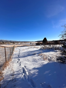 Custom Home with Apartment / Studio on acreage, Chama NM - image 20