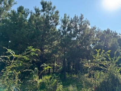 359 Acres For Sale in Hughes Springs Texas - image 34