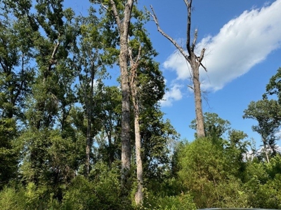 359 Acres For Sale in Hughes Springs Texas - image 25