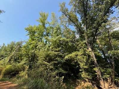 359 Acres For Sale in Hughes Springs Texas - image 24