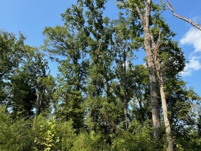 359 Acres For Sale in Hughes Springs Texas - image 13