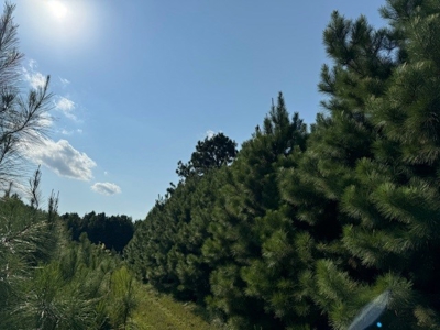 359 Acres For Sale in Hughes Springs Texas - image 27