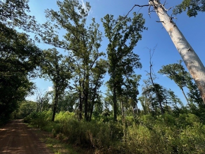 359 Acres For Sale in Hughes Springs Texas - image 16