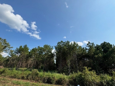 359 Acres For Sale in Hughes Springs Texas - image 21
